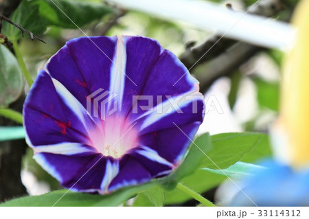 花壇の花「朝顔:アサガオ」大阪府枚方市 花壇の花「朝顔:アサガオ」大阪府枚方市 33114312