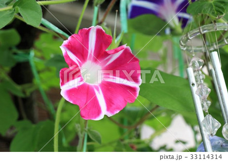花壇の花「朝顔:アサガオ」大阪府枚方市 花壇の花「朝顔:アサガオ」大阪府枚方市 33114314
