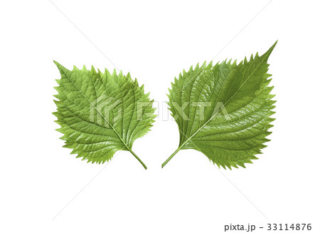 白背景の青紫蘇の葉 33114876