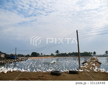 アヒル あひる 鴨 33116446