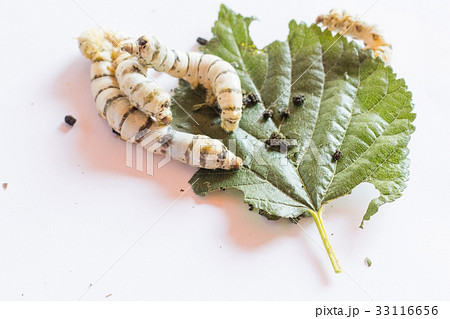 Silk Worm on Green Mulberry Leaf.Isolated on White Silk Worm on Green Mulberry Leaf.Isolated on White 33116656
