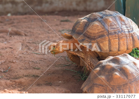 Sulcata tortoise is one of the largest tortoise 33117077