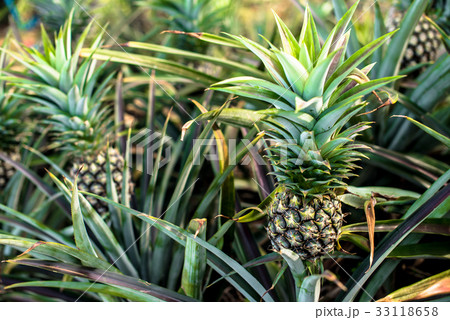 Pineapple farm, Time to harvesting 33118658