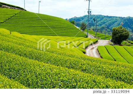茶畑 茶畑 33119094