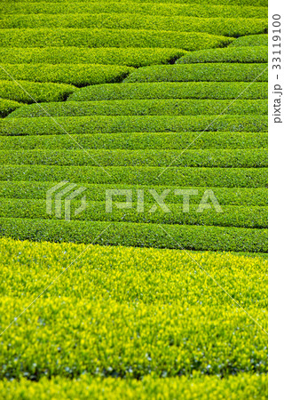 茶畑 33119100