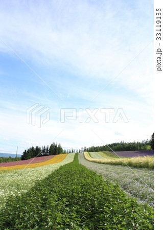 富良野（ファーム富田） 33119135