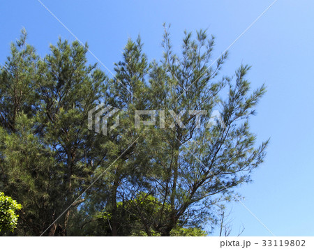 モクマオウの写真素材