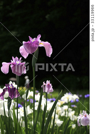 花菖蒲 花菖蒲 33119966