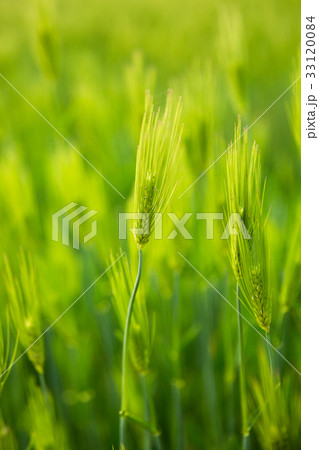 大麦 麦畑 田畑 33120084
