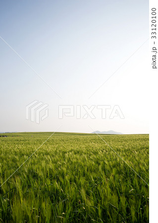 麦畑 自然 田舎 33120100