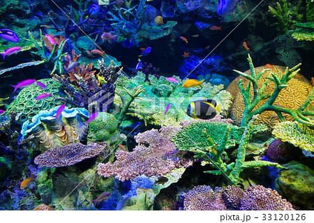 サンシャイン水族館 サンゴ礁と海水魚 サンシャイン水族館 サンゴ礁と海水魚 33120126
