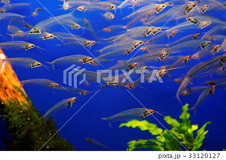 サンシャイン水族館 セントグラスキャットフィッシュの写真素材