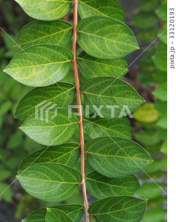 サルスベリの葉 33120193