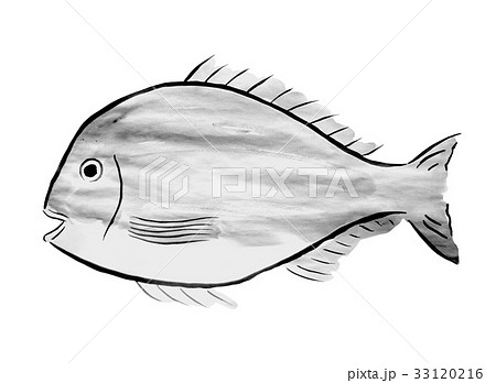 水墨画 魚と海産物 手描き 水墨画 魚と海産物 手描き（鯛 ＜水墨画の魚介類＞のイラスト