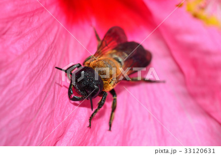 ハバチの仲間 札幌市 ハバチの仲間 札幌市 33120631