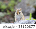 エゾシマリス 33120877
