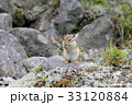 エゾシマリス 33120884