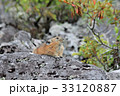エゾナキウサギ 33120887