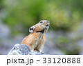 エゾナキウサギ 33120888