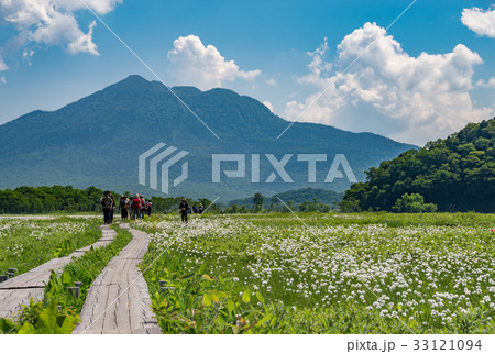 尾瀬ヶ原ワタスゲ群落と燧ケ岳 33121094