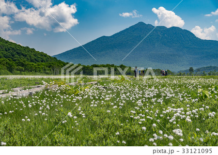 尾瀬ヶ原ワタスゲ群落と燧ケ岳の写真素材