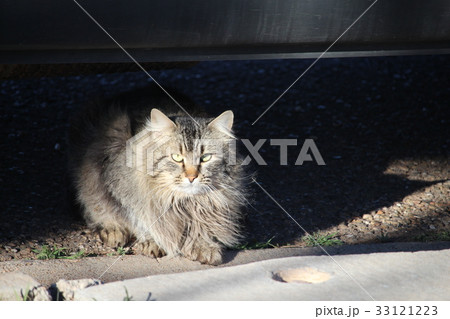 車の下で涼む猫 車の下で涼む猫 33121223