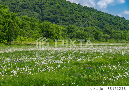 尾瀬ヶ原のワタスゲ群落の写真素材