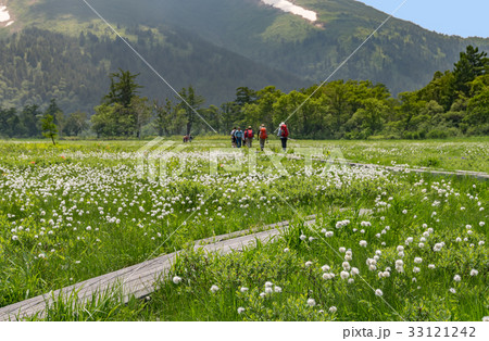 尾瀬ヶ原のワタスゲ群落 33121242