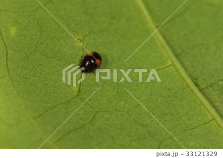 生き物　昆虫　ヒメフタモンクロテントウ、肉眼では見えにくいですが黄色い頭も特徴の一つ 33121329
