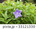 桔梗の花 33121330
