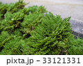 群生している岩松(イワヒバ) 33121331