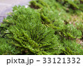 群生している岩松(イワヒバ) 33121332