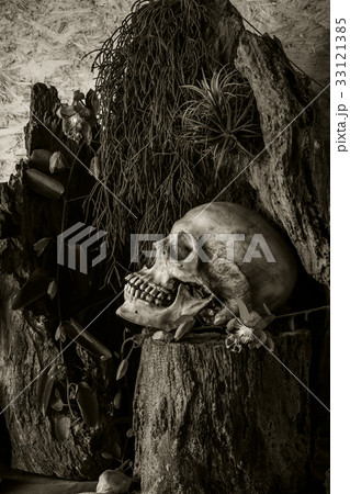 Still life with a human skull with desert plants Still life with a human skull with desert plants 33121385