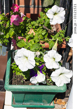 decorative white petunia surfinia flowers 33121521
