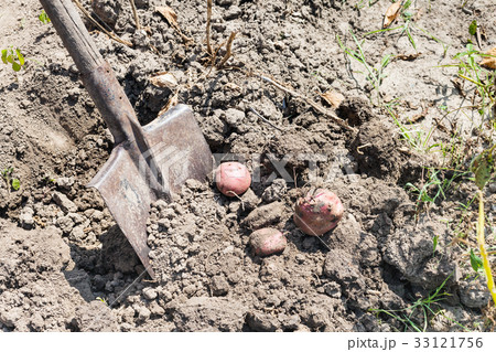 Dig out potato harvest by shovel in garden 33121756