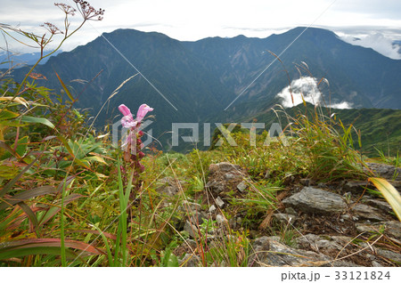 越後三山　入道岳から見る中ノ岳、越後駒ケ岳とオニシオガマ 33121824