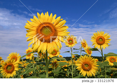 ヒマワリ ハイブリットサンフラワー ヒマワリ ハイブリットサンフラワー 33121976