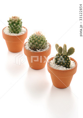 ミニサボテン サボテン 観葉植物 ミニサボテン サボテン 観葉植物 33122854