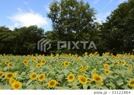 大洲市のひまわり 盛夏の太陽を浴びての写真素材