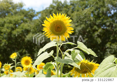 大洲市のひまわり 盛夏の太陽を浴びての写真素材