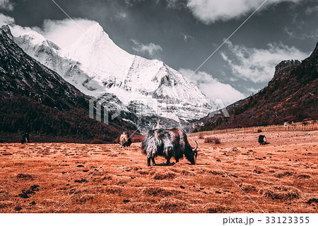 Black tibetan yaks in a pasture at  snow mountains 33123355