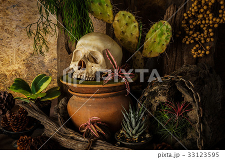 Still life with a human skull with desert plants. 33123595