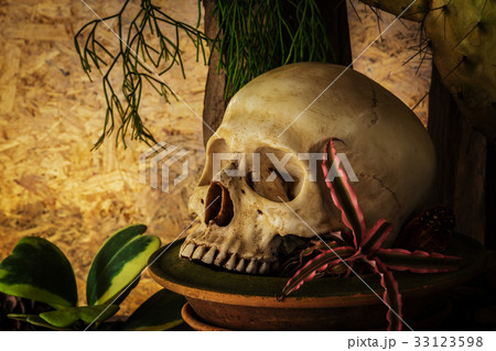 Still life with a human skull with desert plants. Still life with a human skull with desert plants. 33123598