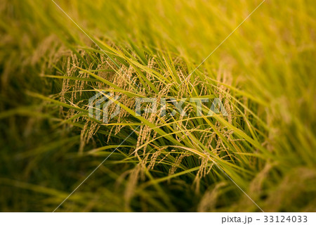 収穫間近の垂れる稲穂 33124033