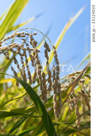 青空と稲穂 33124035