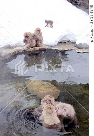 温泉で冷えた体を温める長野県山ノ内町の日本猿、通称スノーモンキー 温泉で冷えた体を温める長野県山ノ内町の日本猿、通称スノーモンキー 33124549