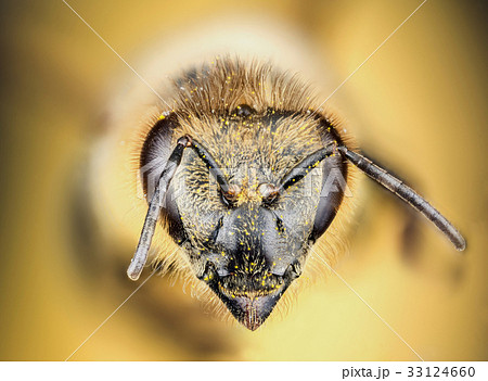 Head of the honey bee Head of the honey bee 33124660