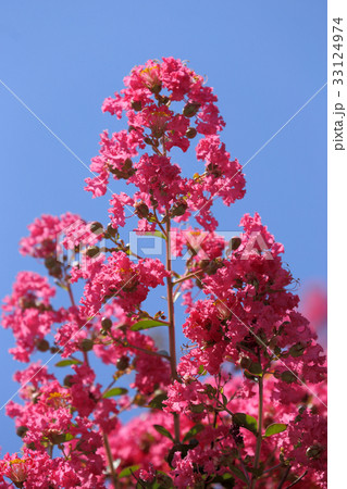 サルスベリの花(紅色) サルスベリの花(紅色) 33124974