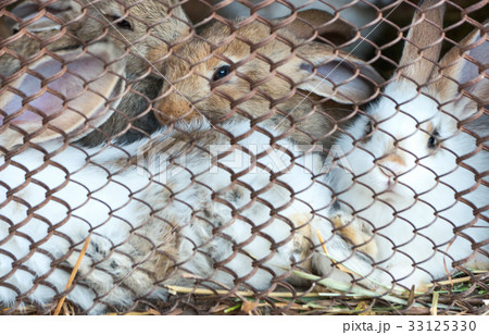Rabbits in cage 33125330