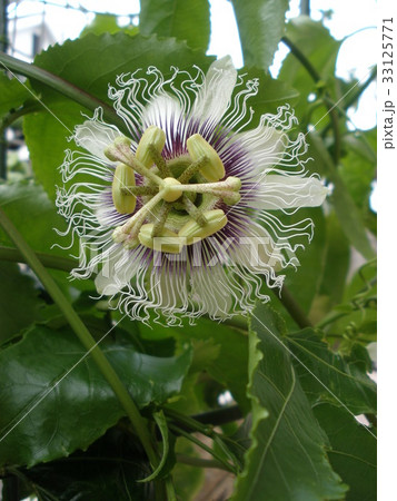 パッションフルーツの花（縦） 33125771